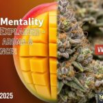 Mango Mentality Strain Explained – Potency, Aroma & Experience | VVYManga 2025